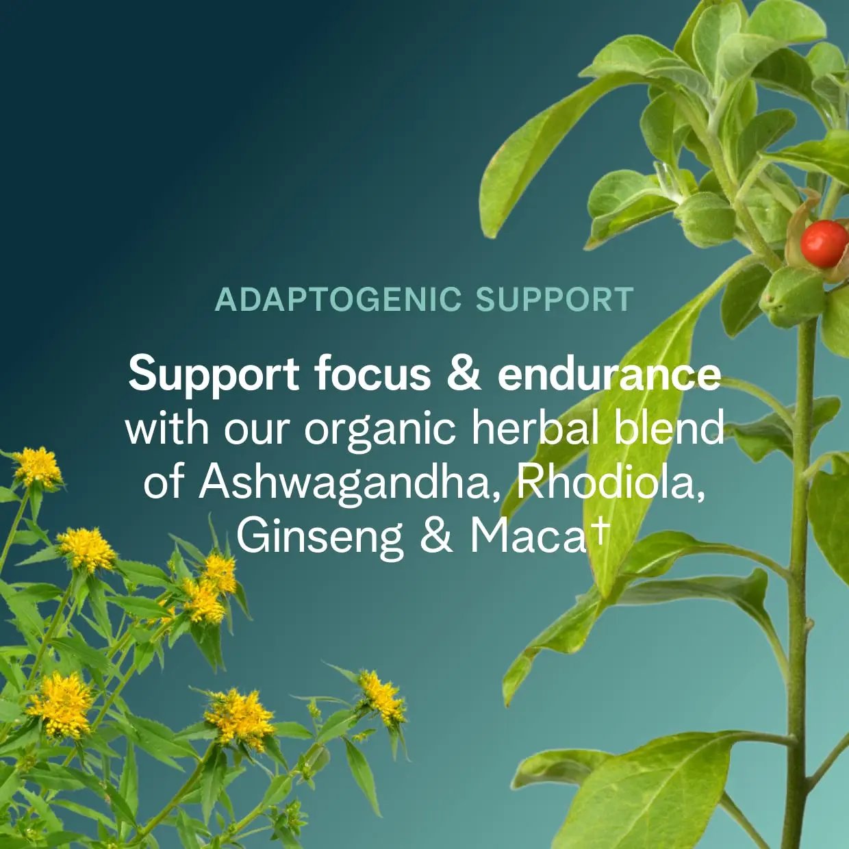 Ora Organic Natural Pre Workout Powder - Raspberry Lemonade Flavor- Provides Jitter Free Ora Organic