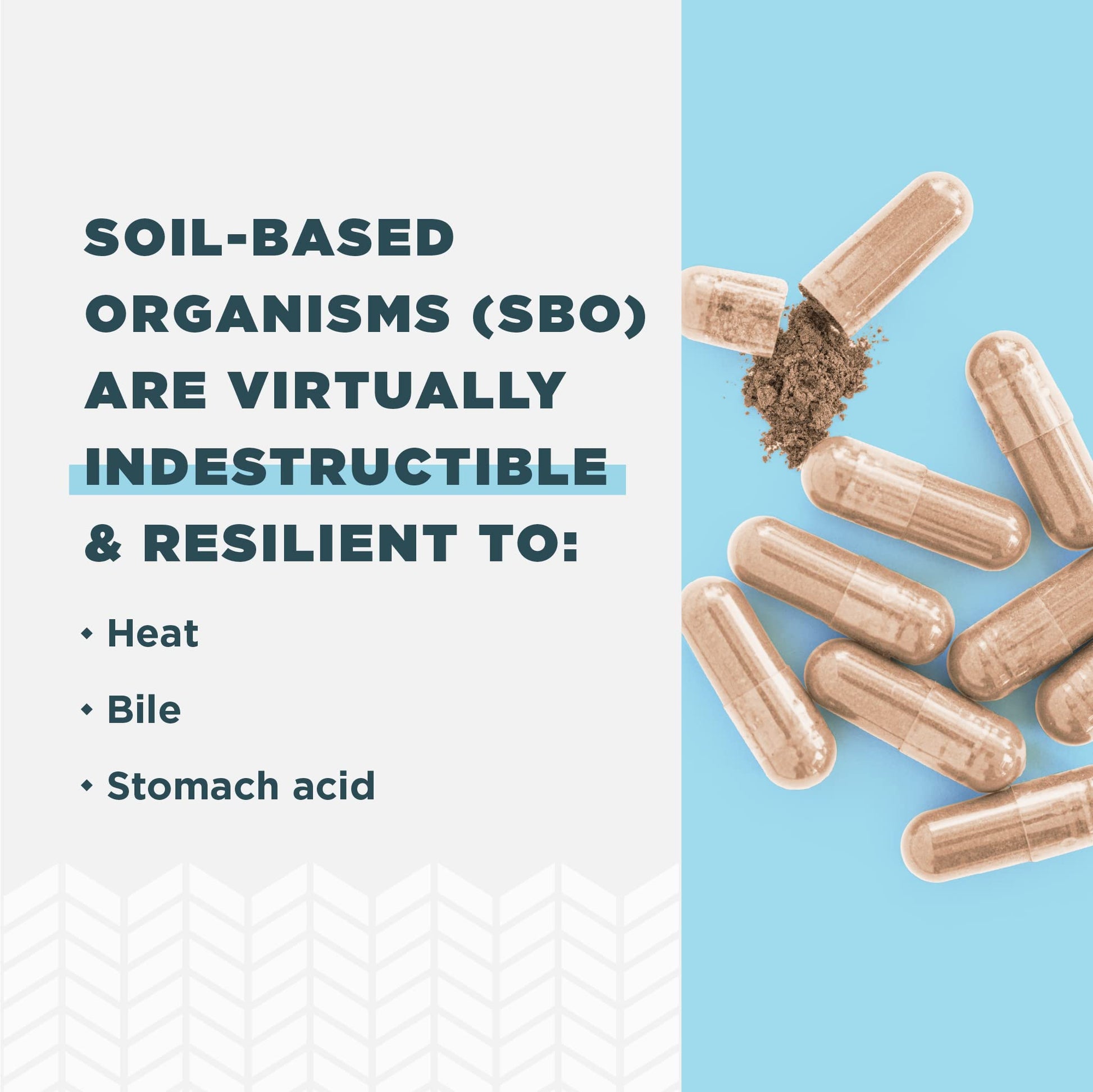 Ancient Nutrition Probiotic for Women, Once Daily Women's Probiotics for Vaginal Health, 30ct Ancient Nutrition