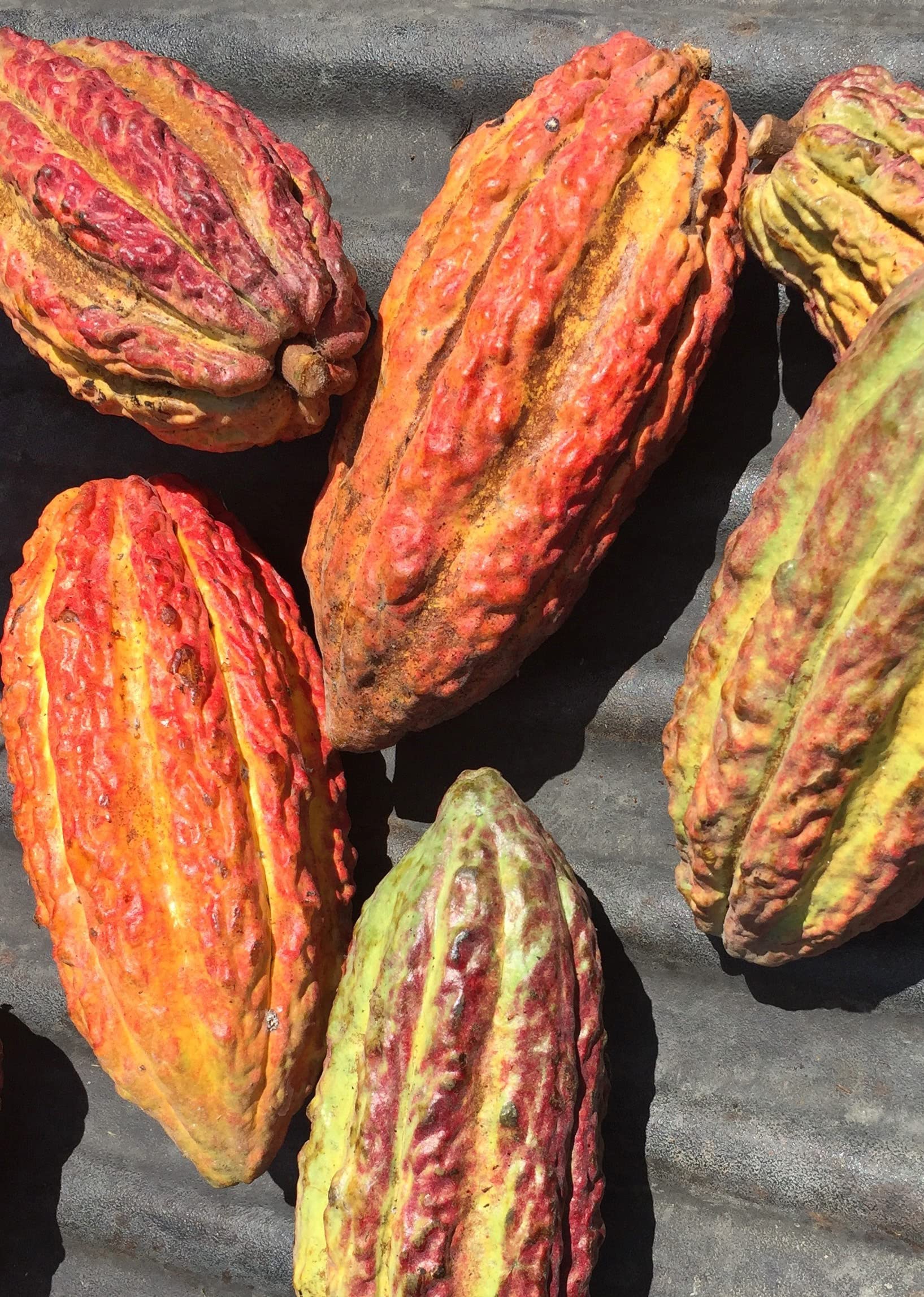 FlavaMix Performance Cocoa Powder | 900mg of Cocoa Flavanols | Promotes Heart & Brain FlavaNaturals