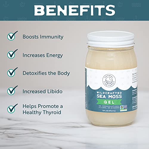 Herbal Vineyards Natural Organic Wildcrafted Gold Raw Sea Moss Gel for Immune Support Herbal Vineyards