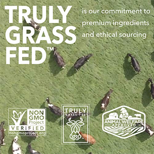 ICONIC Protein Powder, Chocolate Truffle - Sugar Free, Low Carb Protein Powder 