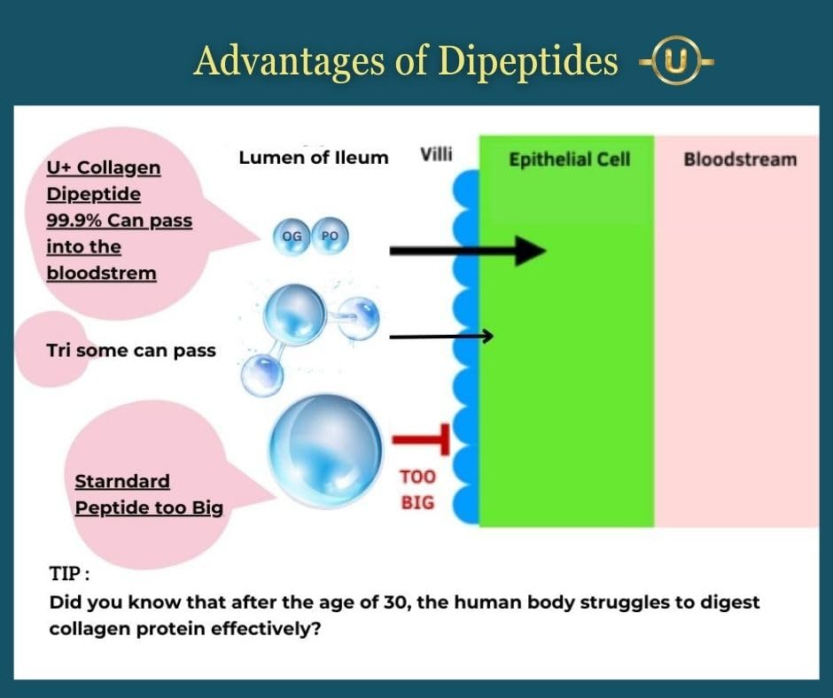 U+ Pure Collagen Dipeptide Supplement - Advanced Hydrolyzed Collagen Powder for Skin, Hair U+ Pure Collagen