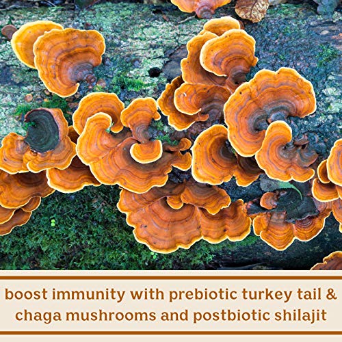 Solluna by Kimberly Snyder Feel Good SBO Probiotics Soil Based Organisms (SBOs) Solluna by Kimberly Snyder