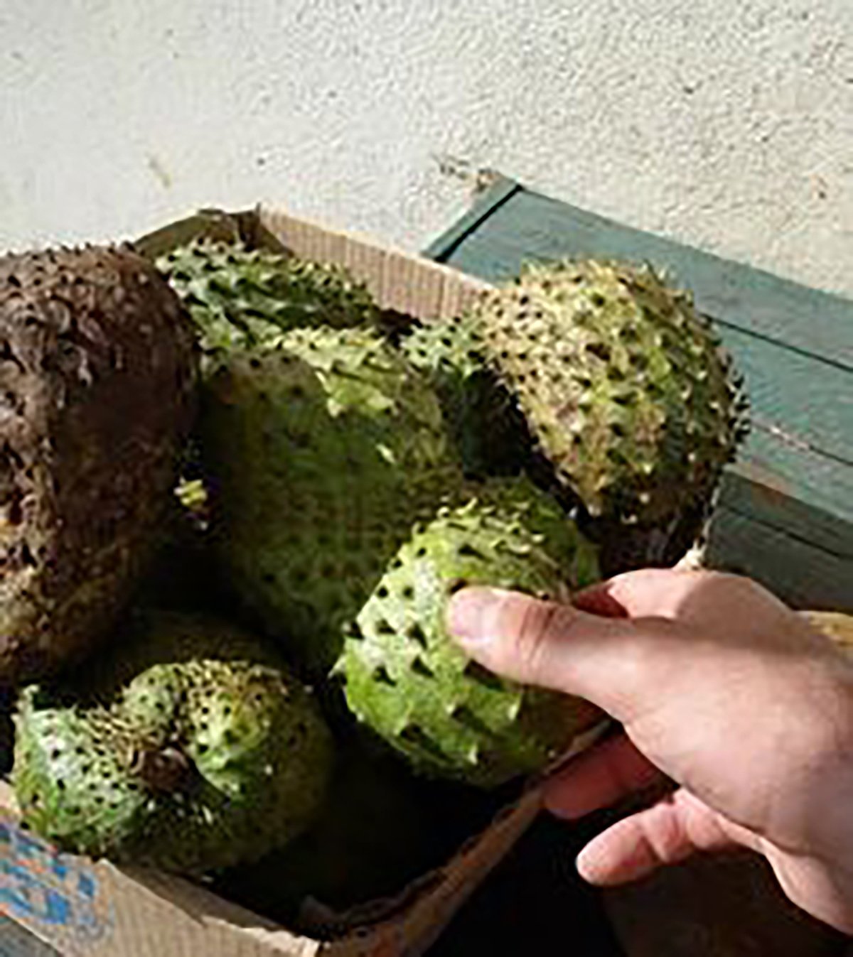 Organic Graviola Liquid Soursop Extract 4 oz Wildcrafted Tincture My Store