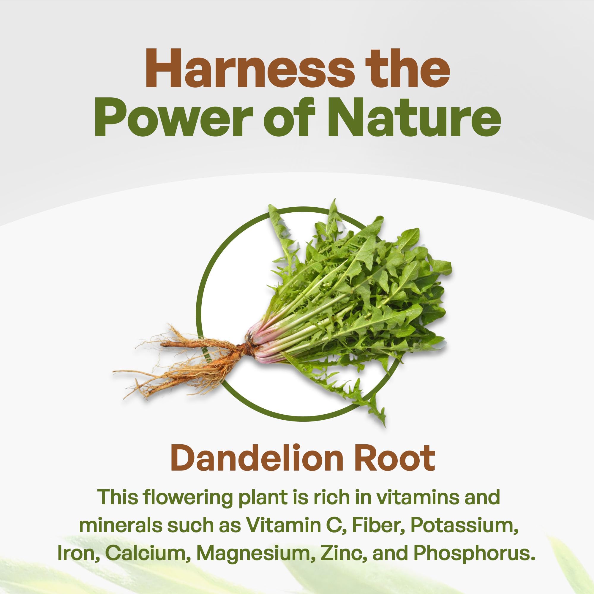 Go Nutra - Dandelion Root Powder, Potent 10:1 Dandelion Root Extract with 4% Flavonoids Go Nutra