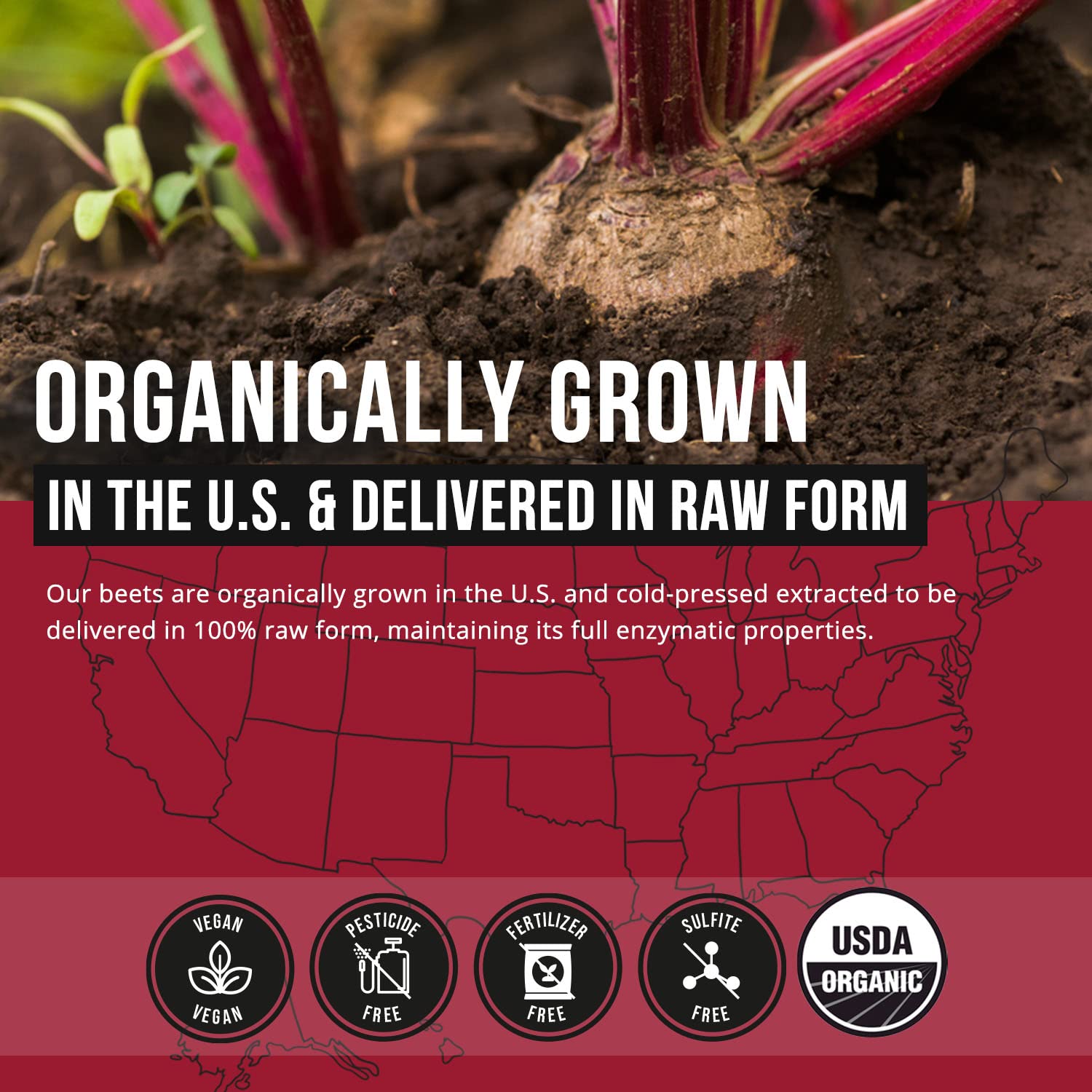 BioBeet Max Strength Beet Root Capsules - 21:1 Concentrate, Each Serving Derived from 28,350 mg Triquetra Health