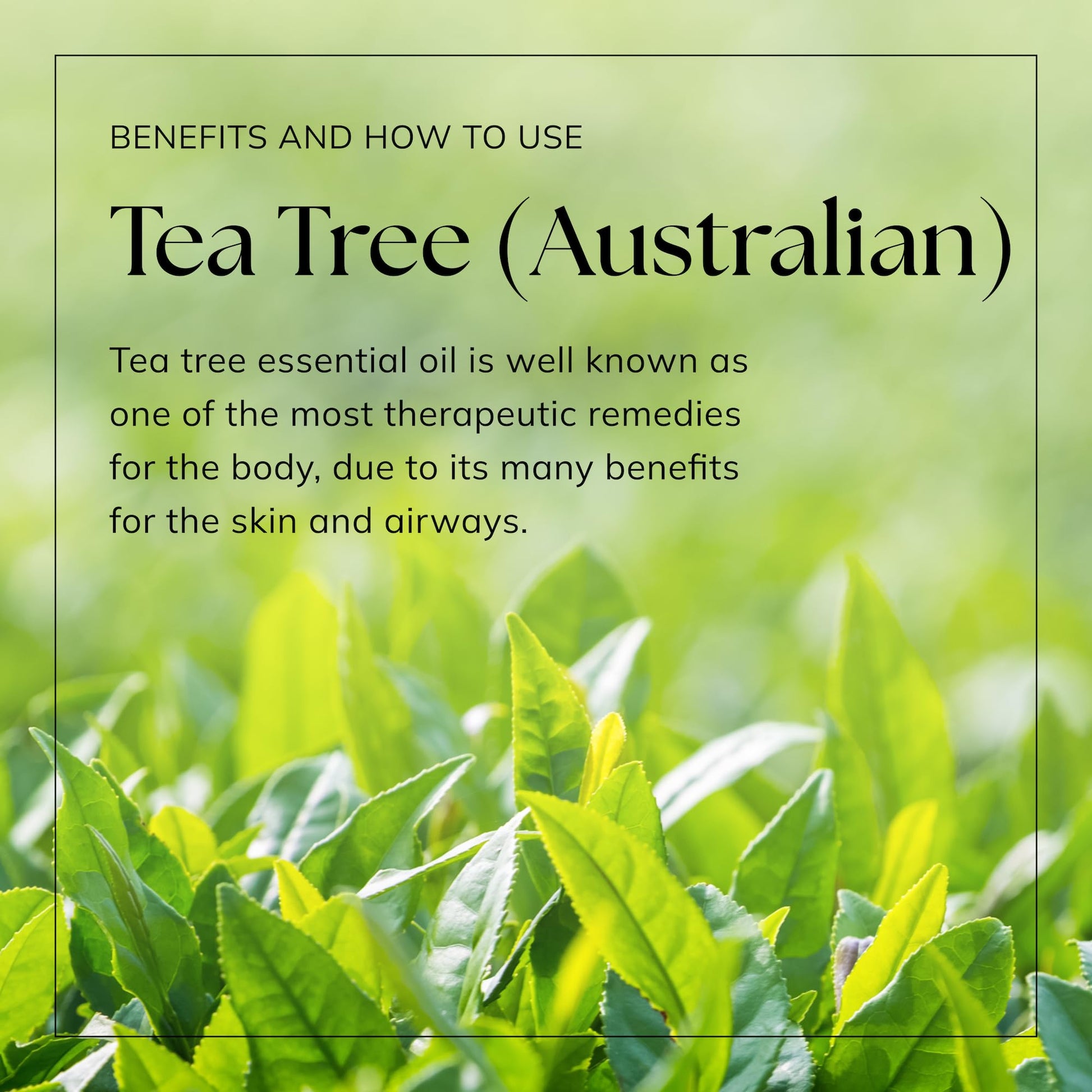 Nikura Pure Australian Tea Tree Essential Oil for Skin, Nail Fungus, Face, Hair, Acne nikura