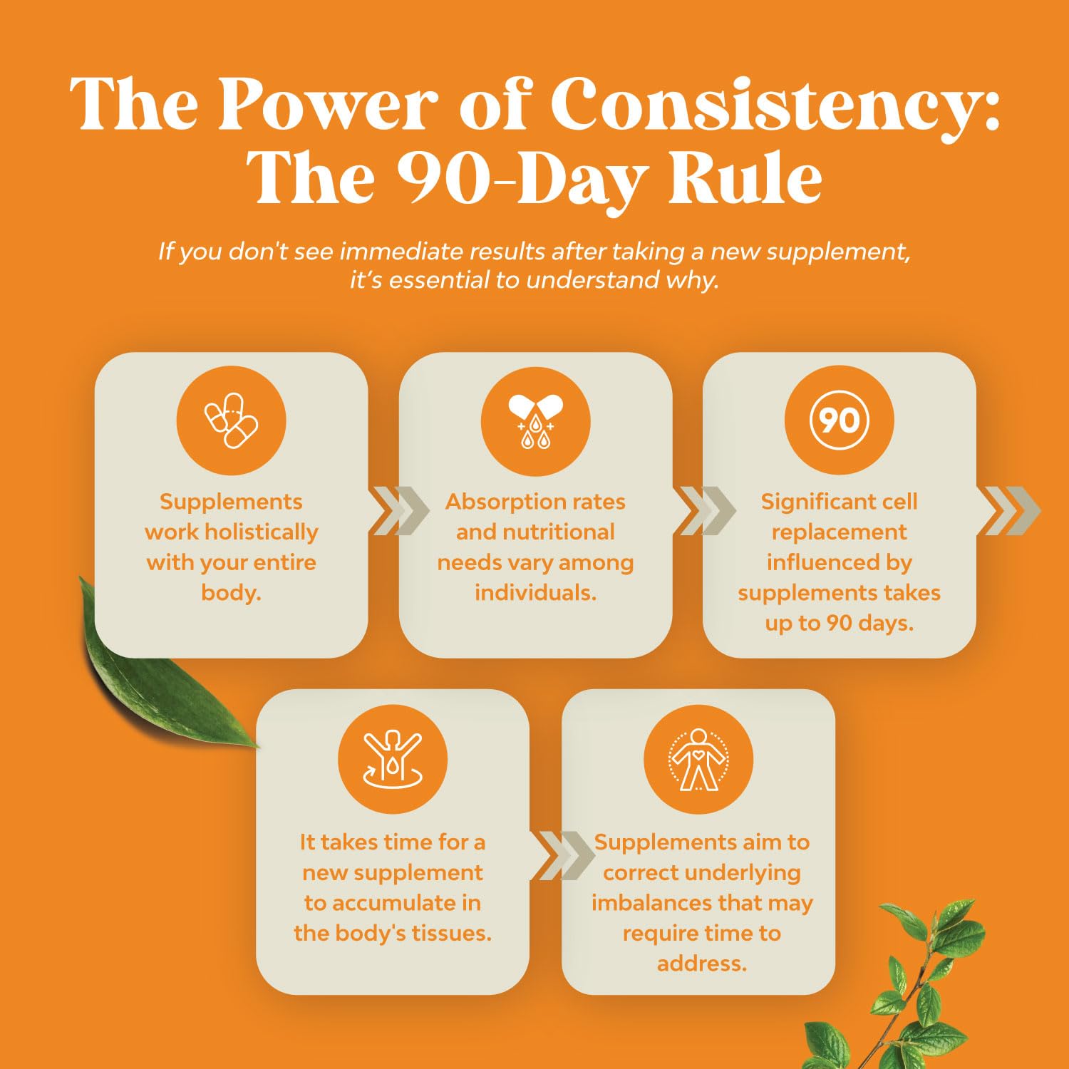 Natural White Kidney Bean Extract - White Kidney Bean Energy Booster AMPK Activator Natures Craft