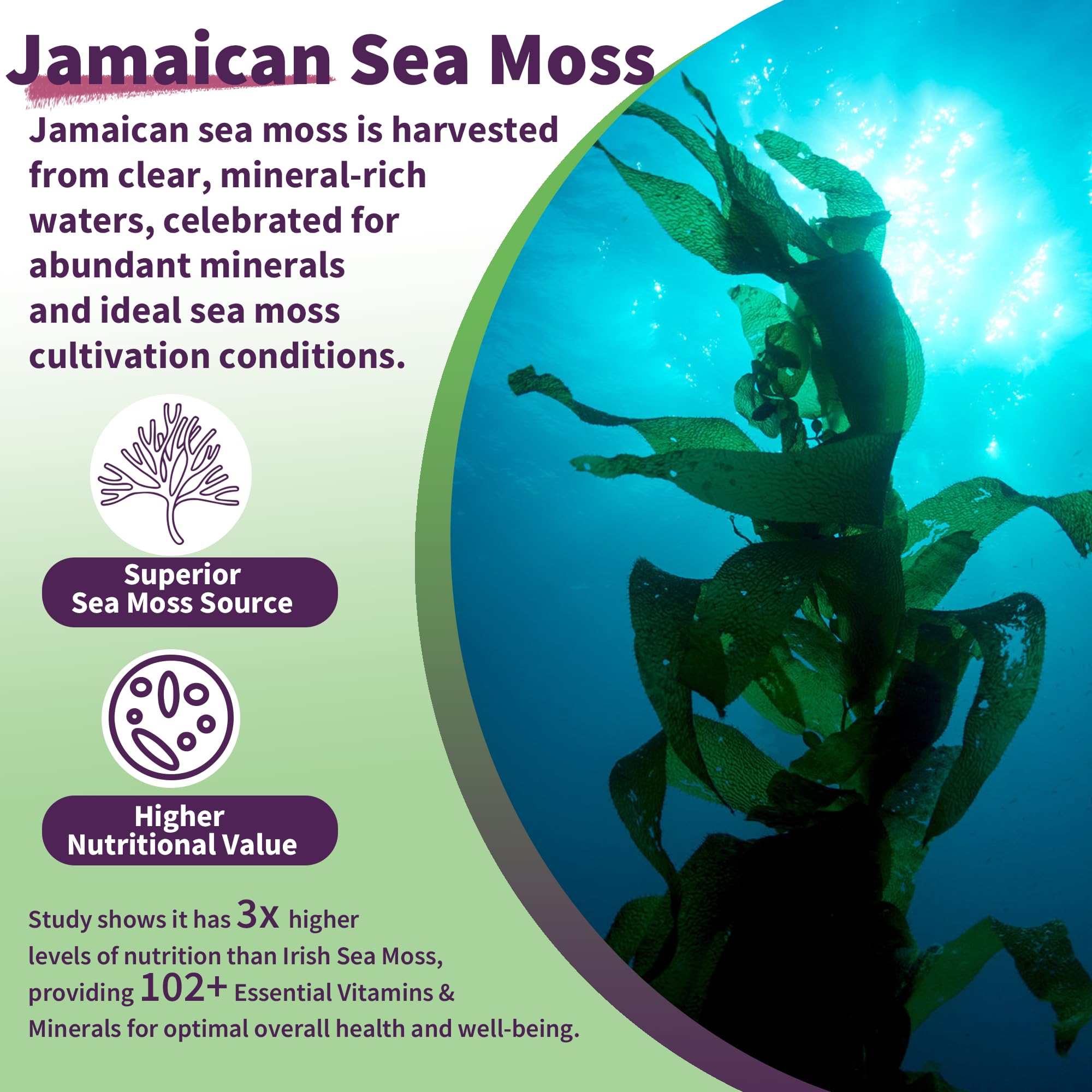 Sea Moss Supplement 5000mg, Sugar Free Sea Moss Gummies, Irish Sea Moss EnvyDeal