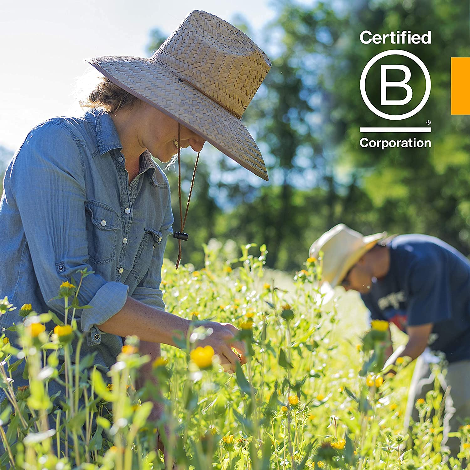 Herb Pharm Certified Organic Rhodiola Root Extract for Energy, Endurance and Stamina Herb Pharm