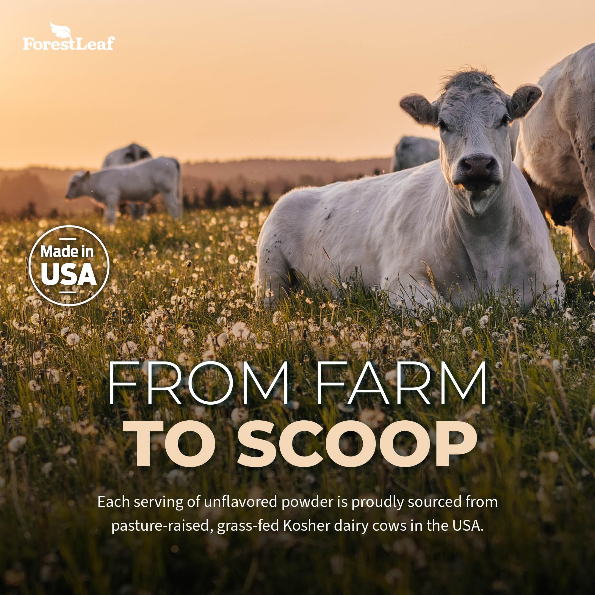 ForestLeaf Colostrum Powder 50% IgG Highest Concentration - Grass Fed Bovine ForestLeaf