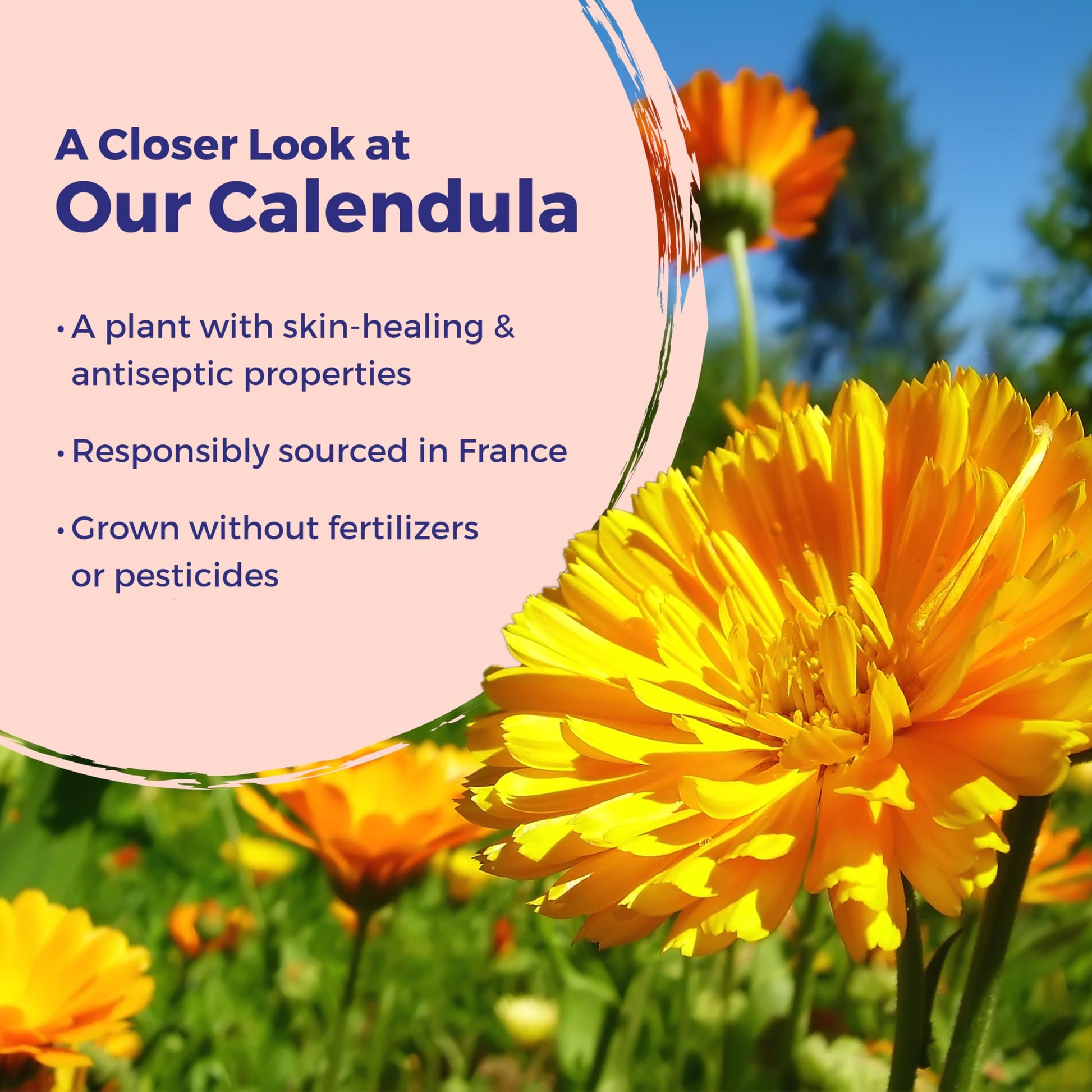 Boiron Calendula Burn Ointment for Relief from Minor Burns from Cooking, Friction, or Sunburns - 1 oz Boiron