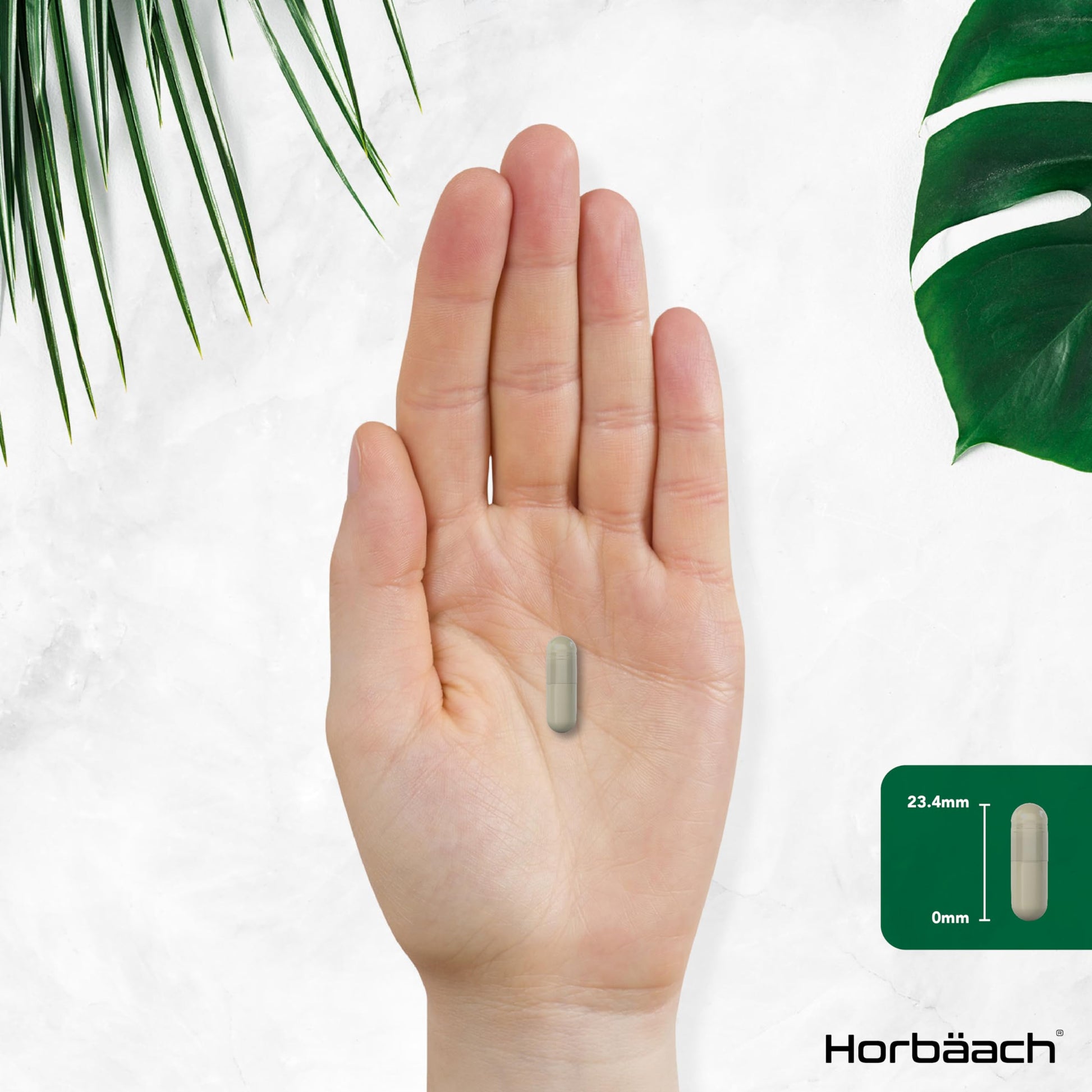 Broccoli Sprout Extract | Activated Sulforaphane Supplement | 2400mg Capsules | 60 Ct Horbäach