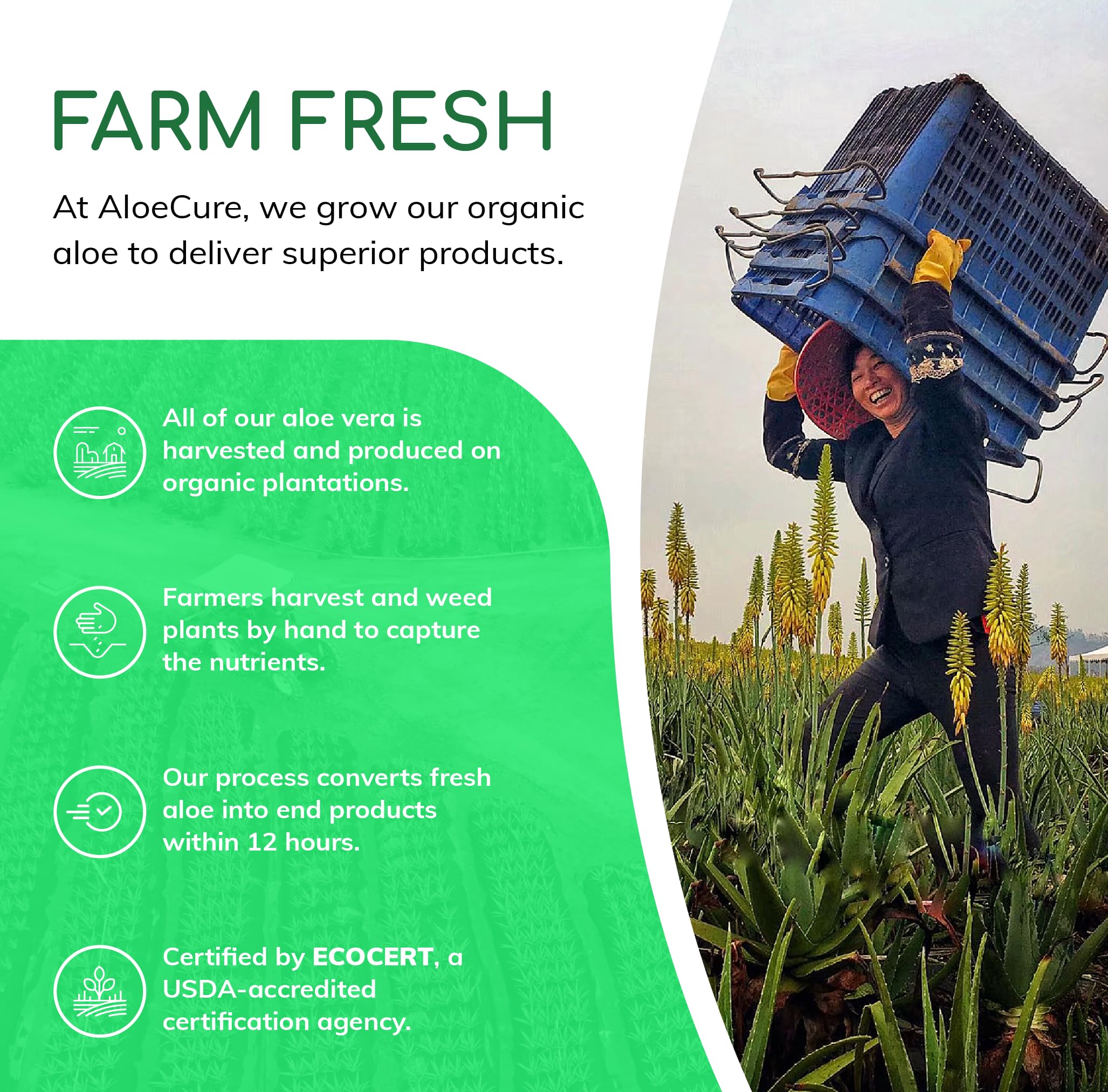 AloeCure VeraFlex Natural Joint Support Supplement with USDA Organic Aloe Vera AloeCure