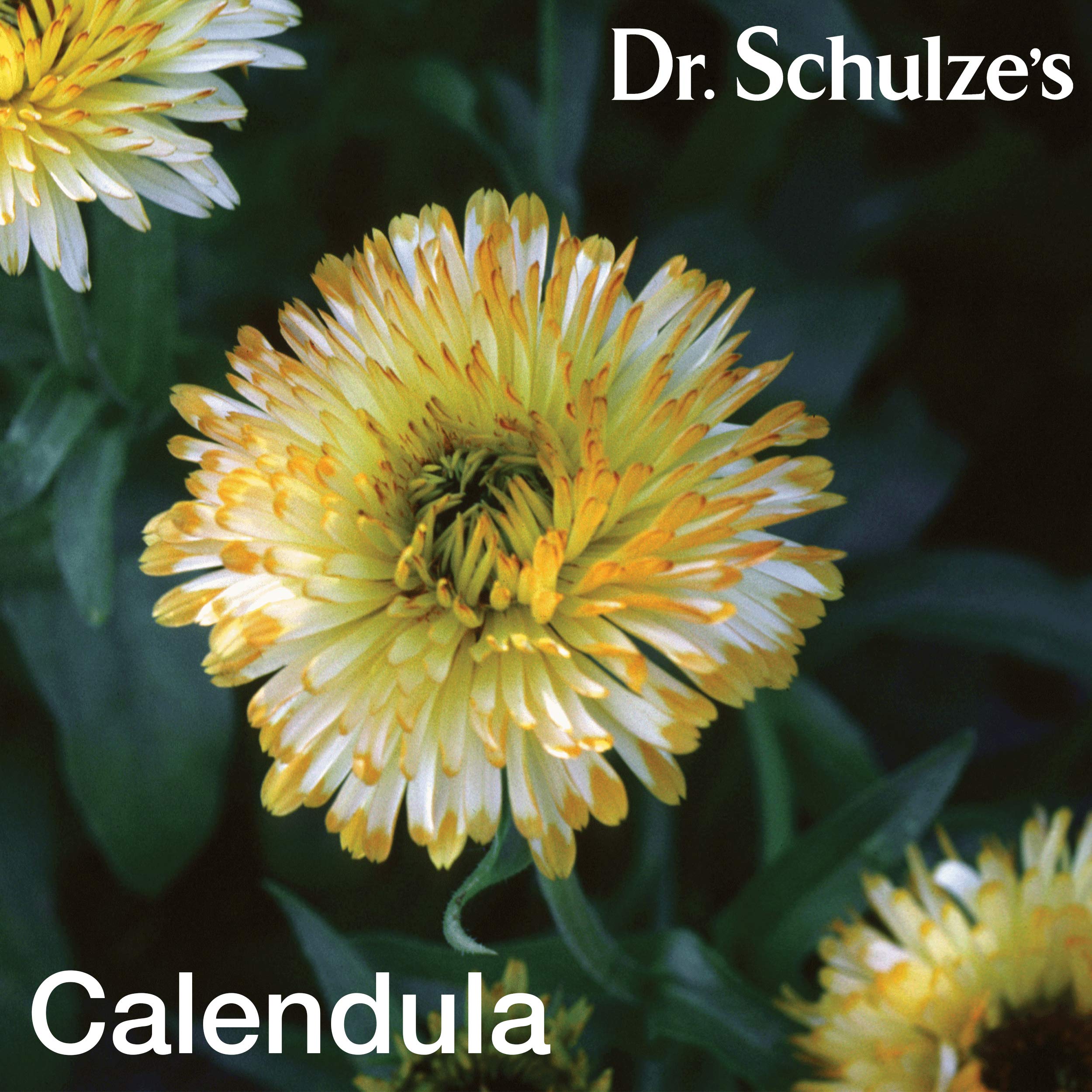 Dr. Schulze's Deep Tissue Oil | Powerful Herbal Support for Muscles, Tendons and Joints Dr. Schulze's