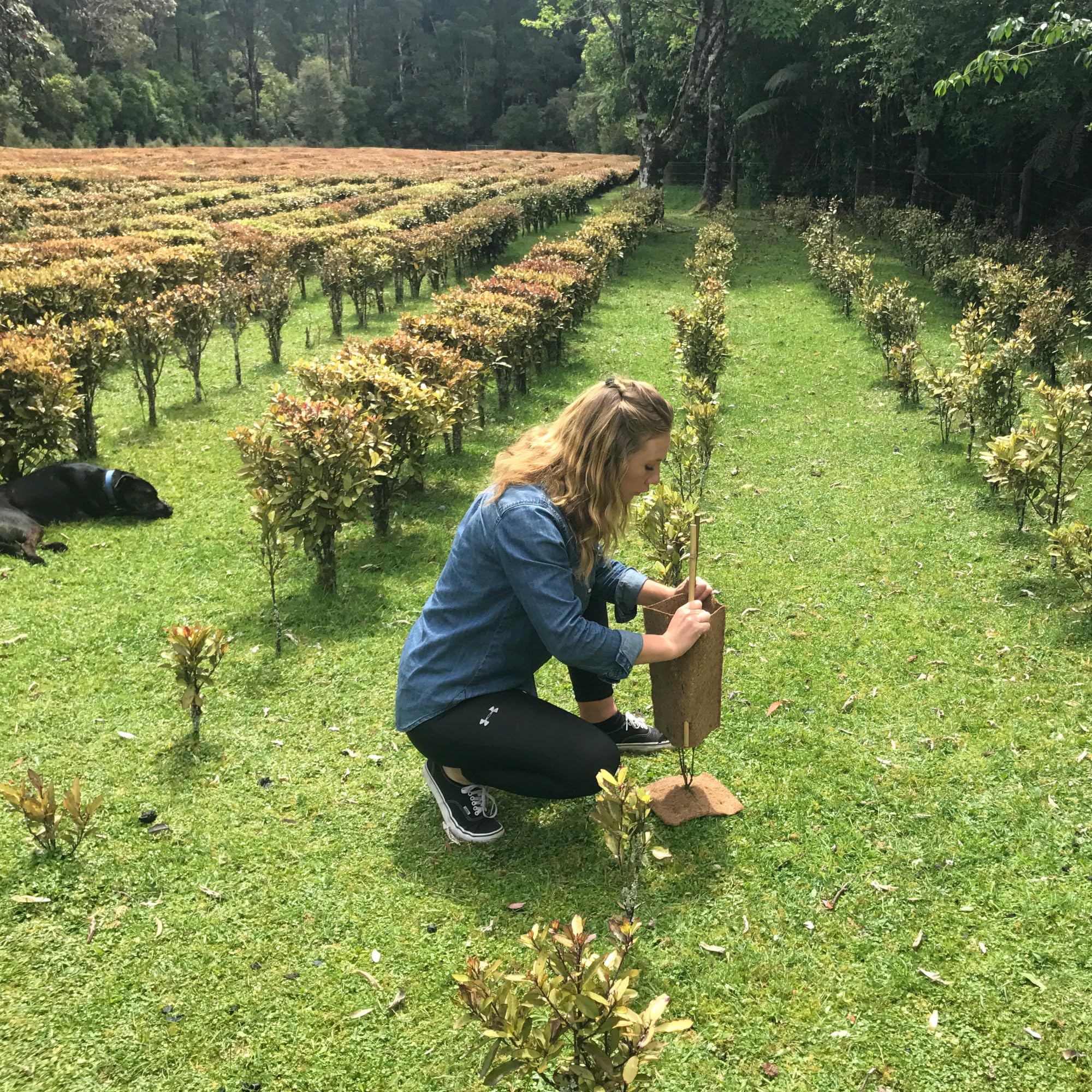 Kolorex Gut Care Candida Balance (Advanced Candida Care) 60ct Kolorex