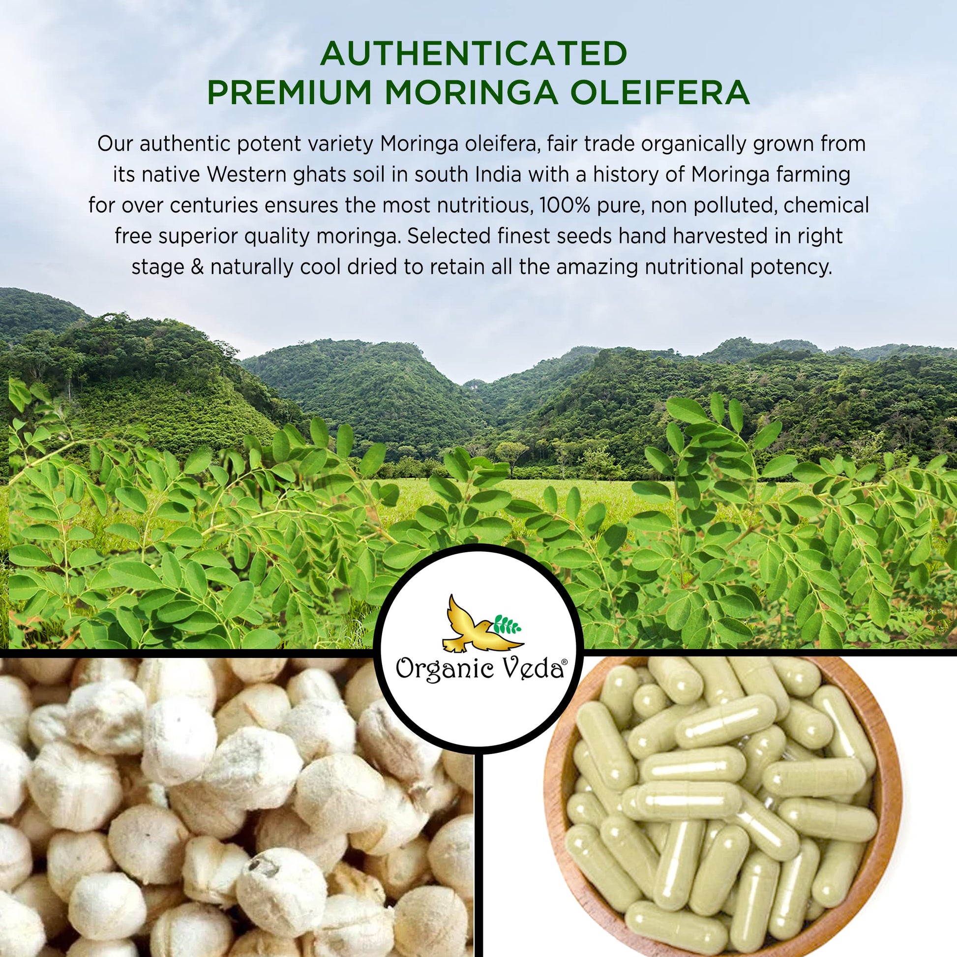 Organic Veda Moringa Seed Capsules - Pure Organic Moringa Capsules Seed Powder Organic Veda