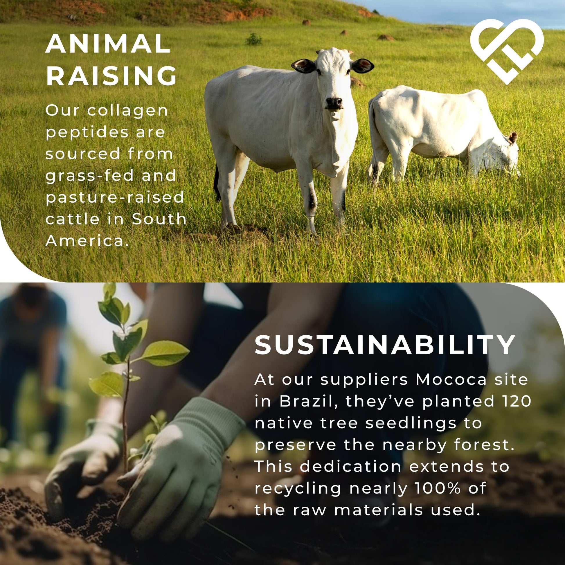 BODYBALANCE® Collagen Powder by LLS - Hydrolysed Bovine Collagen Peptides Types 1 & 3 with Vitamin C - Joint, Ligament LOVE LIFE SUPPLEMENTS