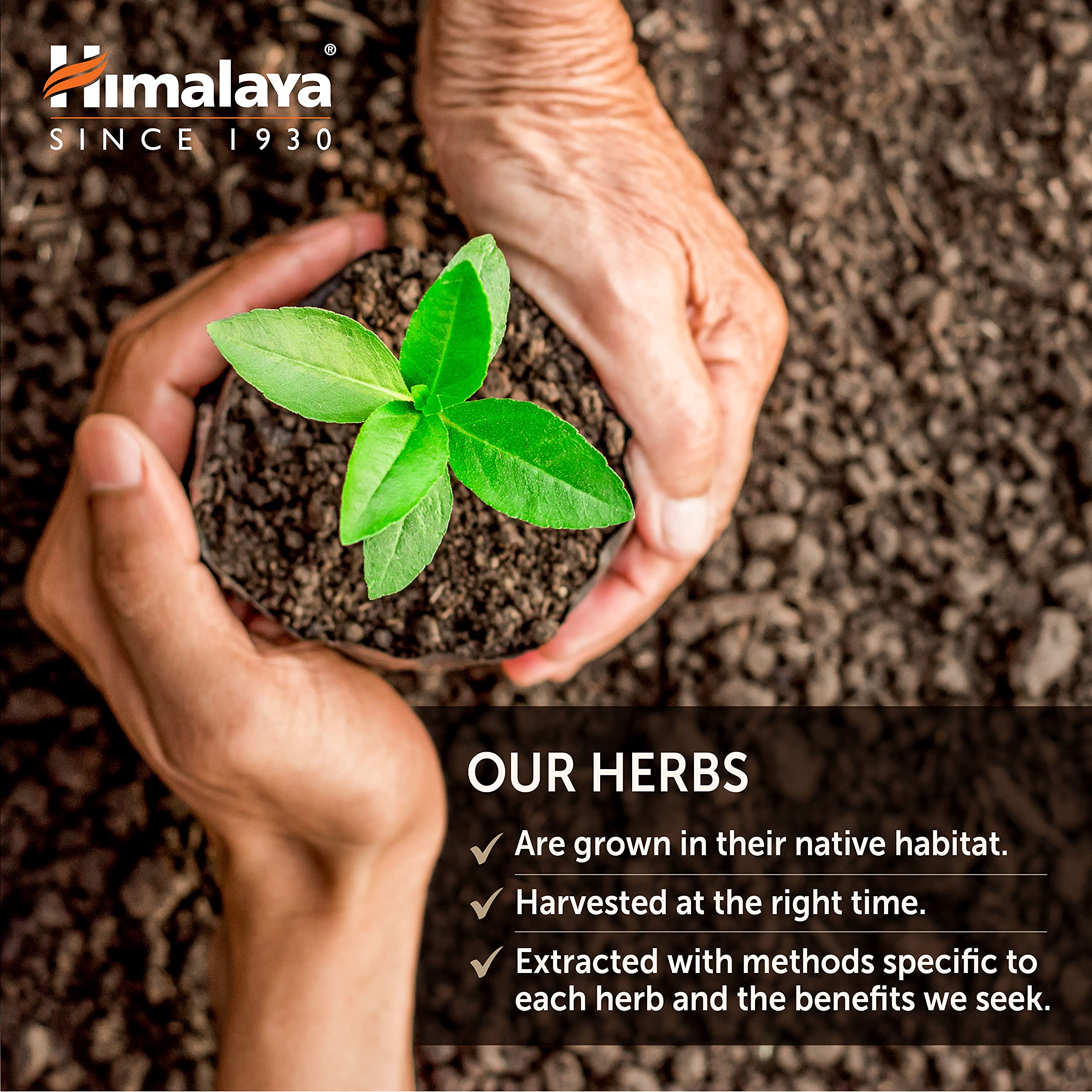 Himalaya Organic Gymnema Sylvestre for Glucose Metabolism, 700 mg Himalaya