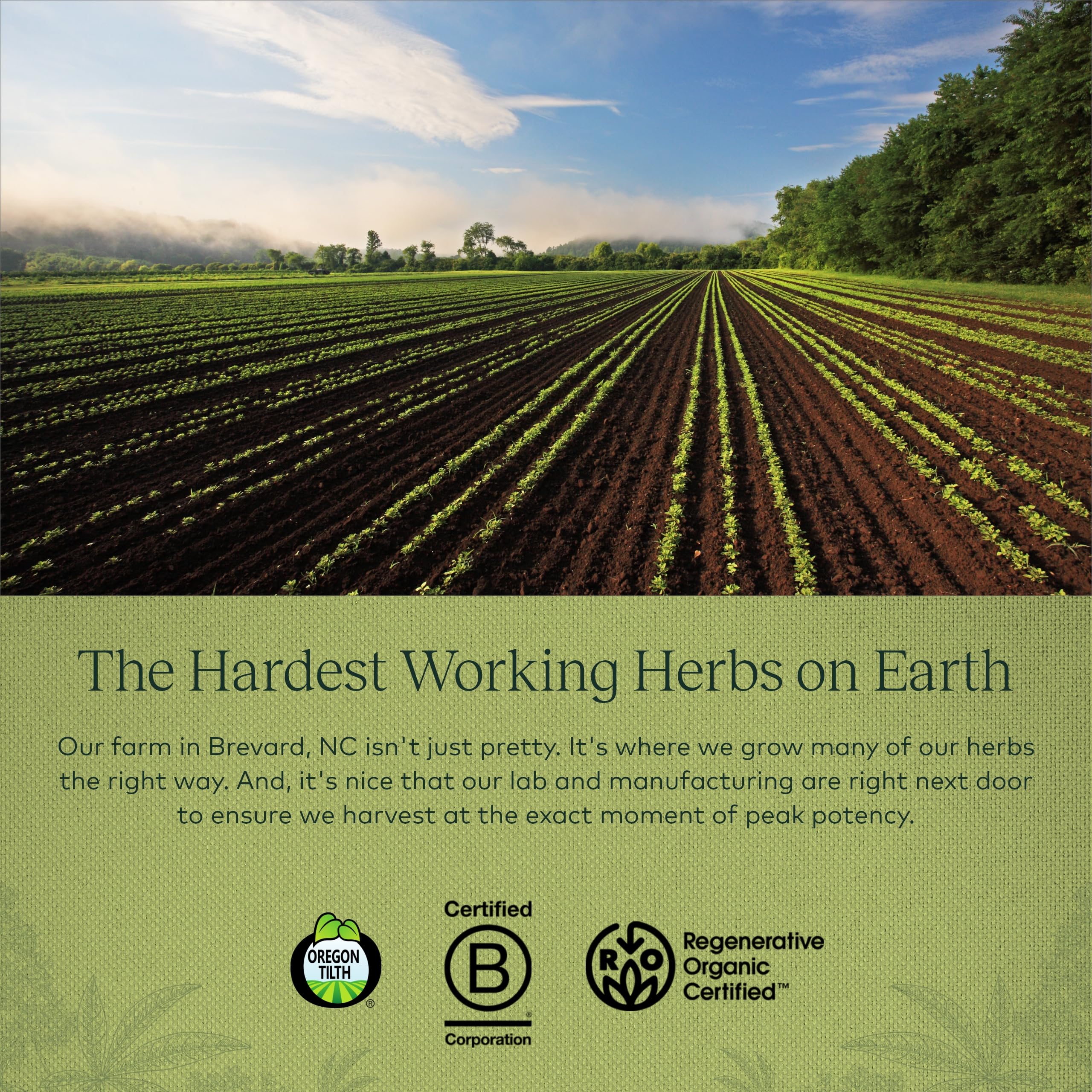 Gaia Herbs, Vitex Berry Vegan Liquid Phyto Capsules - PMS Support Supplement, Chaste Tree berry Gaia Herbs